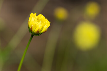 Yellow cosmos flowers in bloom against a blurred green background.