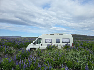 A cozy white camper van parked amidst vibrant purple lupine flowers in Iceland. The accident...