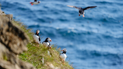 Colorful puffins gather on the grassy ledges of Raudanes Point, overlooking the deep blue Atlantic...