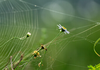 A delicate wildflower entangled in a glistening spiderweb, showcasing an intricate natural design against a soft green background