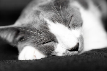 grey and white cat portrait. Muzzle of a gray fluffy cat close up lying on the couch or sofa or...