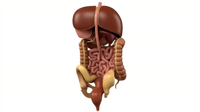 Detailed 3D Illustration of Human Digestive System Showing Stomach Intestines Liver and Pancreas