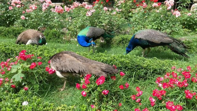 Dos parejas de pavos reales, Pavo Cristatus, macho y hembra, en los jardines del Campo Grande en Valladolid, Espa&ntilde;a. No audio
