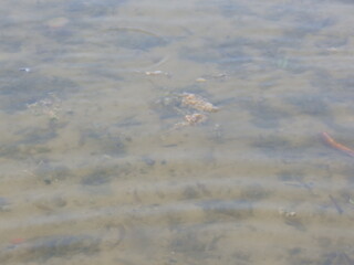 Pink flower on a blue river surface reflecting the summer sky