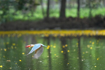 Common kingfisher, foraging in the wild in Thailand