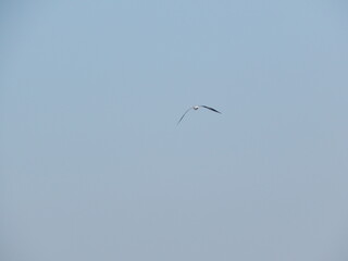 seagull in flight
