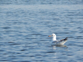 seagull on a rock