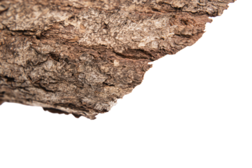 a close up of a tree trunk with a white background