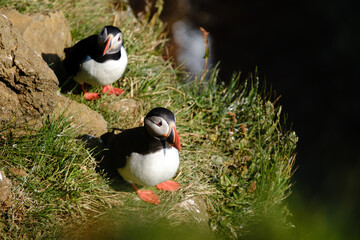 Puffins waddle along the lush green grass at Raudanes Point, Iceland, as soft sunlight illuminates...