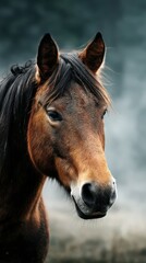 Obraz premium Majestic horse portrait captured in soft light on a cool day in a tranquil countryside setting