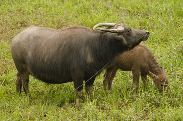 Water buffaloes Bubalus bubalis. Adult and calf grazing. Van Long Wetland Nature Reserve. Gia Vien District. Ninh Binh Province. Vietnam.
