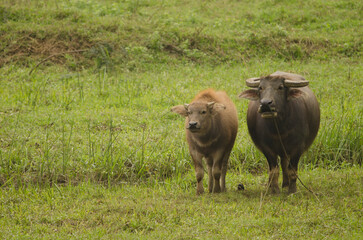 Water buffaloes Bubalus bubalis. Adult and calf. Van Long Wetland Nature Reserve. Gia Vien District. Ninh Binh Province. Vietnam.