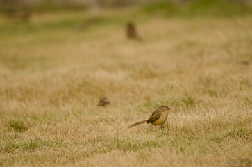 Plain prinia Prinia inornata extensicauda. Hoa Lu District. Ninh Binh Province. Vietnam.