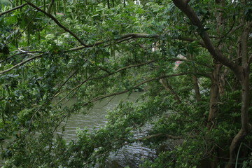 river in the forest