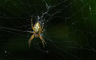 Orb-weaver spider positioned on its intricate web against a dark background