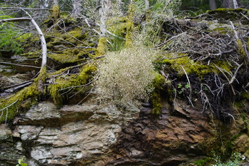 The wire hair grass (Avenella flexuosa), also known as the twisted hair grass, is a species of...