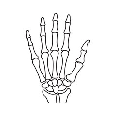 Hand skeleton bones anatomy outline human