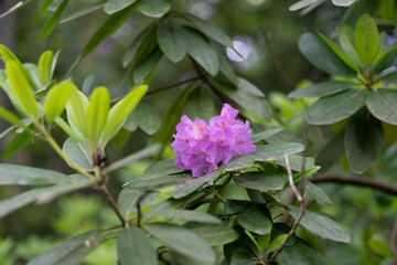 Close-up of rhododendron flower on a branch. Concept: natural beauty, floral elegance, botanical calm, spring awakening.