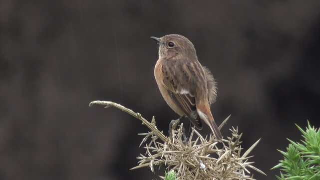 Female European Stonechat (Saxicola torquata) Perched on a Gorse Bush by the Sea