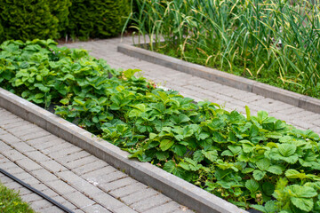 Lush Strawberry Patch in a Sunny Garden with Paved Path