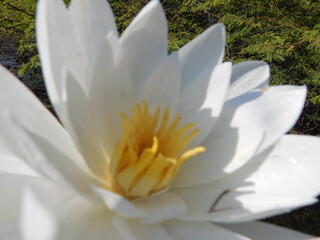 White water lily and lotus flower blooming in a garden pond