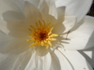 close up of white and yellow daisy flower with petals and pollen in garden