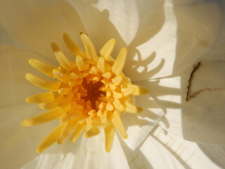 Close up of a bright yellow flower with detailed petals in a natural garden setting