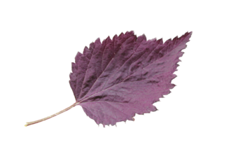 a purple leaf on a white background