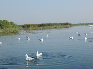 Swans swimming gracefully on a calm lake and river surrounded by nature