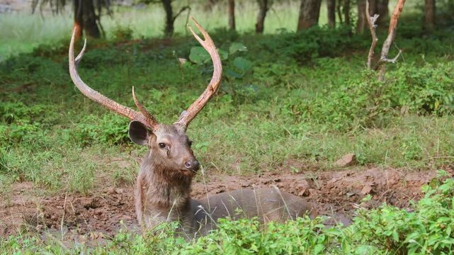 full shot of wild male sambar deer or rusa unicolor with long antlers wallow to lie and roll around in mud water in order to keep cool or for pleasure during rut season in green forest safari india