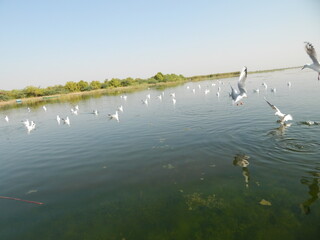 Serene swans glide on a tranquil lake