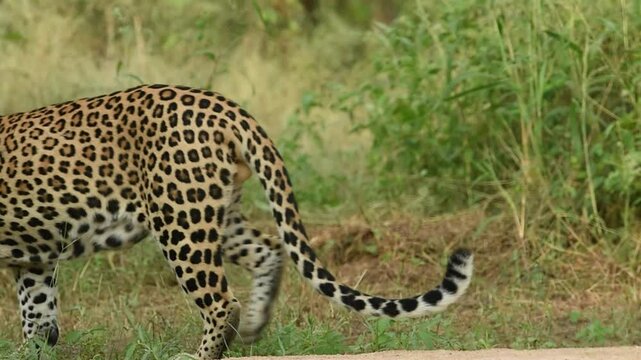 full shot of wild large huge male leopard or panther or panthera pardus in action walk and then crossing frame in natural green background outdoor wildlife jungle safari forest of central india asia
