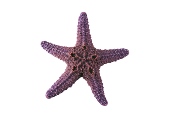 a purple starfish with a red eye on it