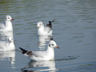 Fototapeta premium seagull on the beach