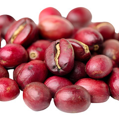 Fototapeta premium Close-up of fresh ripe coffee cherries ready for processing and roasting