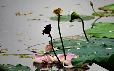 The complete cycle of life in a lotus pond, showing fallen petals, a withered flower, and a...