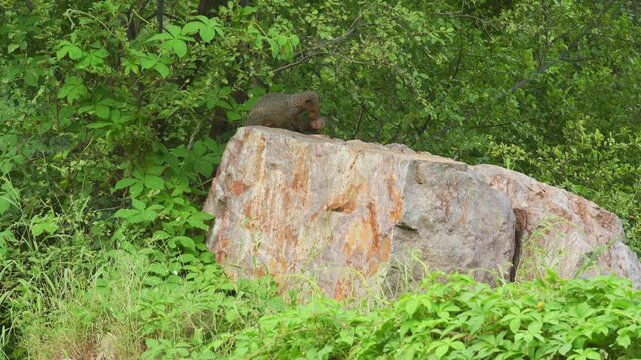 Indian grey mongoose or Herpestes edwardsii couple or pair in action on big rock making love mating behavior in natural monsoon green background during safari ranthambore national park rajasthan india