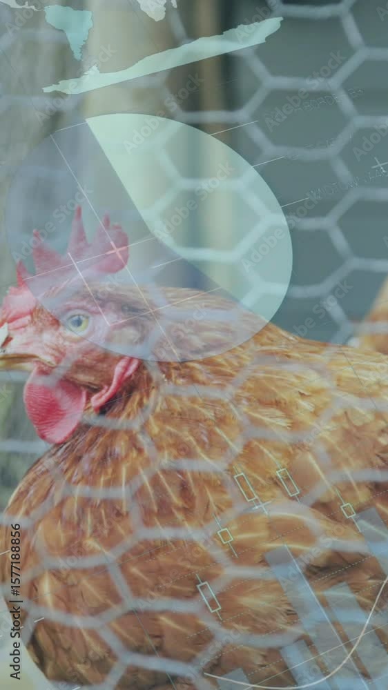 Poster animation of data processing over chickens on grass