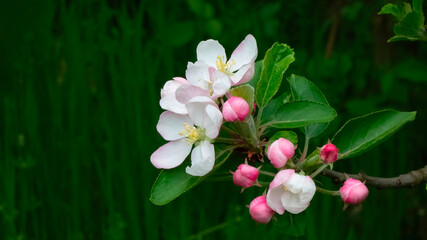 A close-up of an apple tree branch with blossoming white and pink flowers against the green background, symbolizing springtime