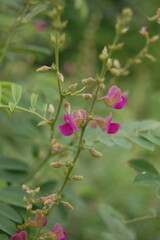 A beautiful pink rose bush with delicate pink flowers blooming vibrantly in the garden