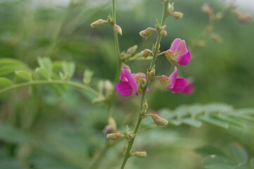 pink flower in the garden