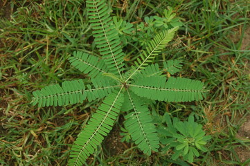 green fern leaf