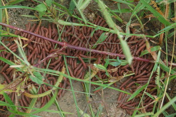 Ants crawl across a vibrant spring forest floor, with green moss texturing the ground and tree, showcasing nature's intricate growth