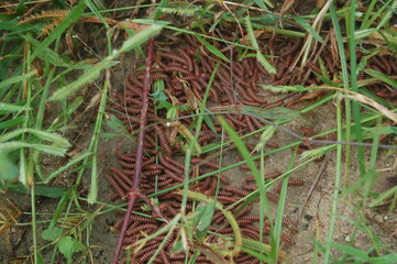 Ants crawl across a vibrant spring forest floor, with green moss texturing the ground and tree,...