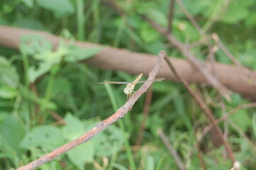 A vibrant macro shot captures a small butterfly with delicate wings resting on a blade of green grass amidst summer flowers
