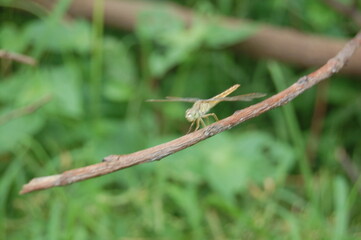 A vibrant macro shot captures a small butterfly with delicate wings resting on a blade of green grass amidst summer flowers