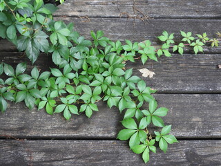 green plant on wooden deck
