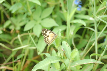 A colorful butterfly with delicate wings rests on a vibrant flower in a close-up of nature's summer beauty