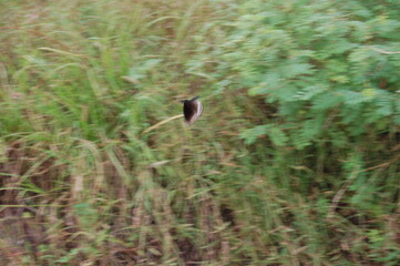 bird on the ground