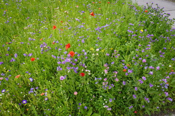Flower meadow with many different colorful flowers and plants. Styria, Austria.

